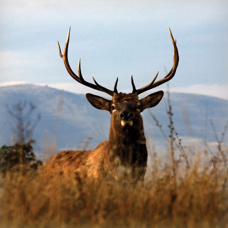 Big Elk Charlo