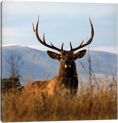 Big Elk Charlo Canvas Art Print - Elk Art