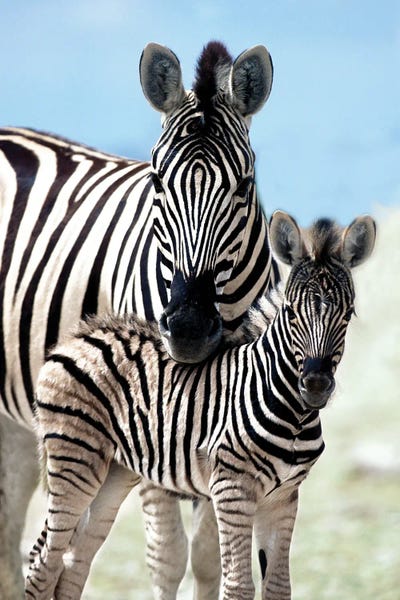 Namibia: Family of Namibia by Danita Delimont