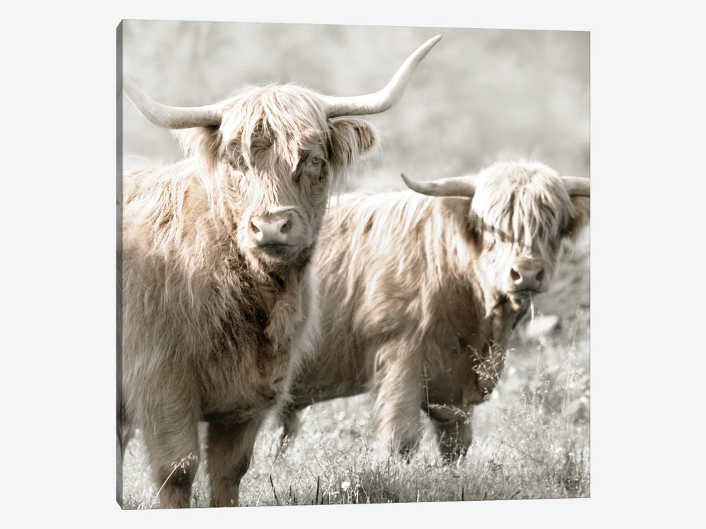 Hairy Highland Bulls by Danita Delimont 1-piece Canvas Print
