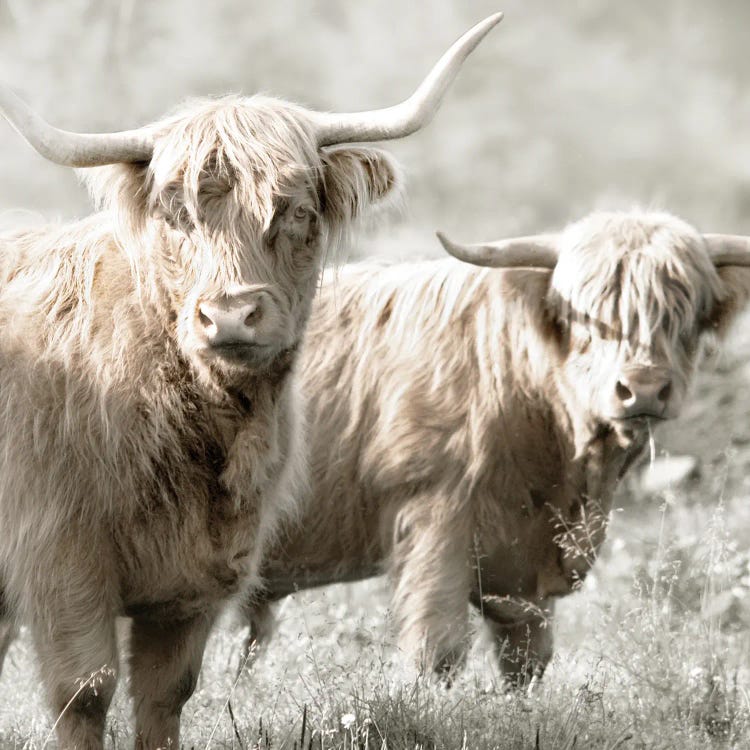 Hairy Highland Bulls