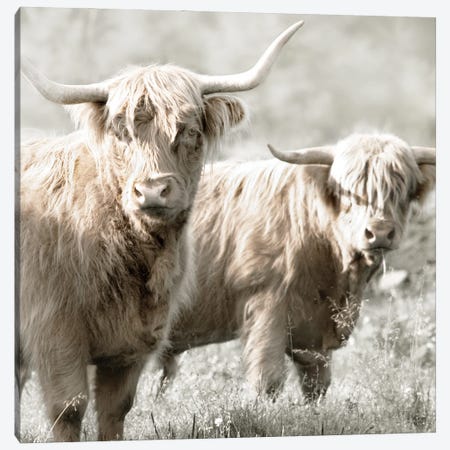 Hairy Highland Bulls Canvas Print #DEL268} by Danita Delimont Art Print