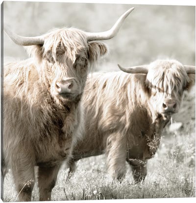 Hairy Highland Bulls Canvas Art Print - Highland Cow Art