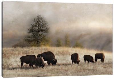 Ridge Grazing Canvas Art Print - Bison & Buffalo Art
