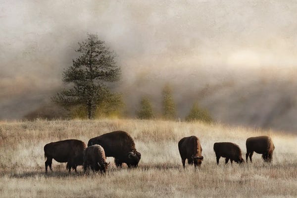 Photography: Ridge Grazing by Danita Delimont