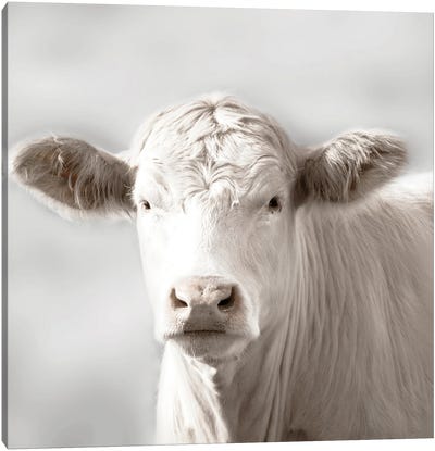 Soft Cow Grazing Canvas Art Print - Danita Delimont