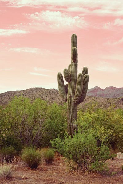 Arizona Desert by Danita Delimont art print