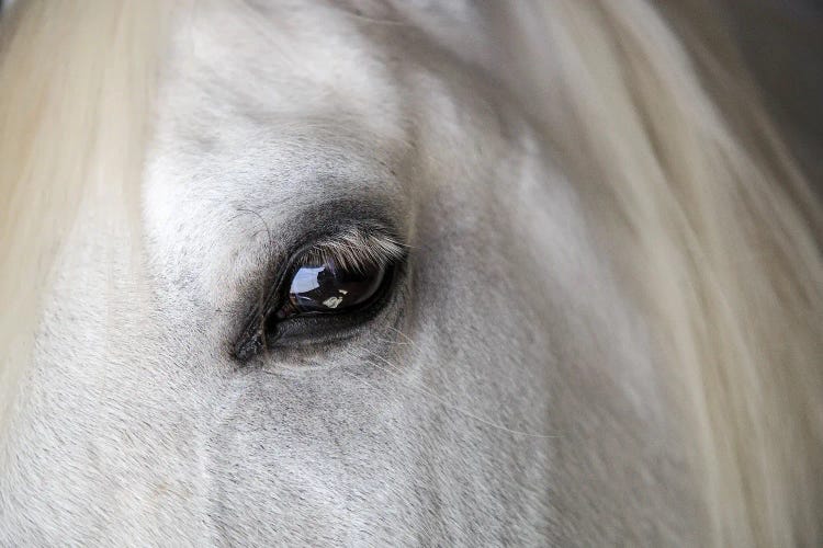 Balearic Island Horse