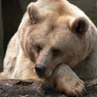 Bear Toughts by Danita Delimont art print