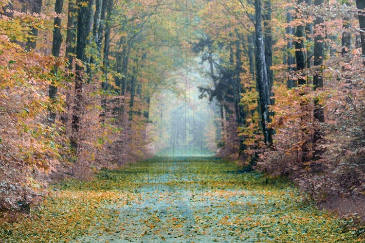 Enchanted Path by Danita Delimont wall art