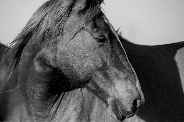 Flint Hills Wild Horse