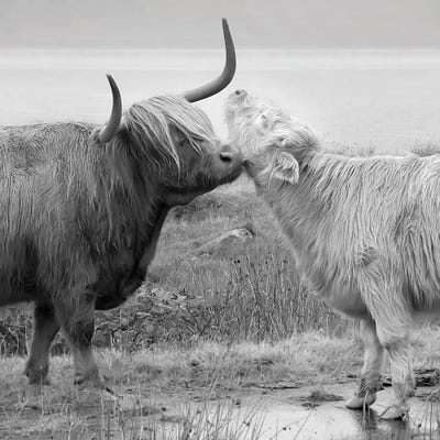Highland Courting by Danita Delimont art print