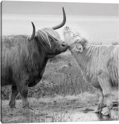 Highland Courting Canvas Art Print - Highland Cow Art