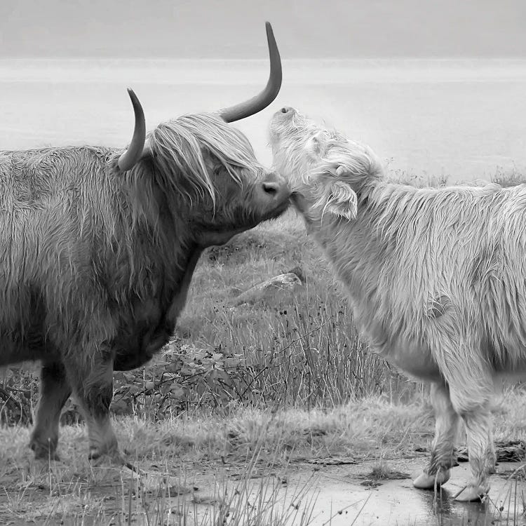 Highland Courting