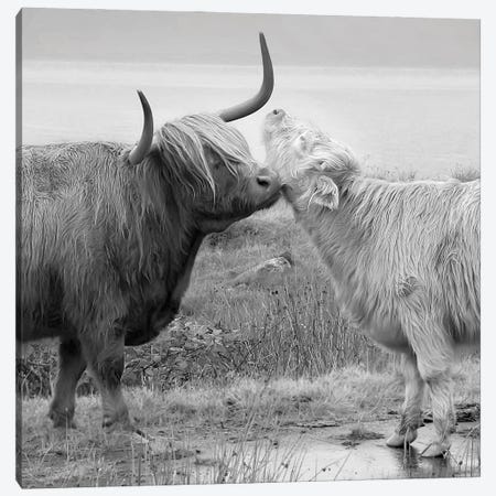 Highland Courting Canvas Print #DEL281} by Danita Delimont Art Print