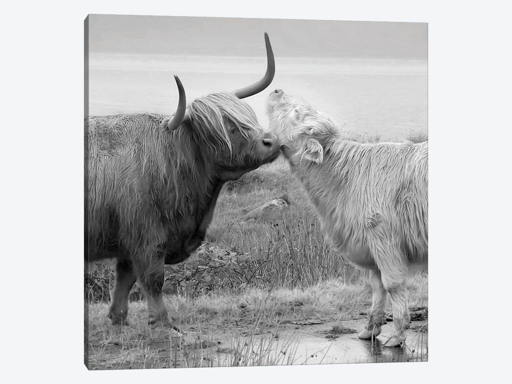 Highland Courting by Danita Delimont 1-piece Canvas Art
