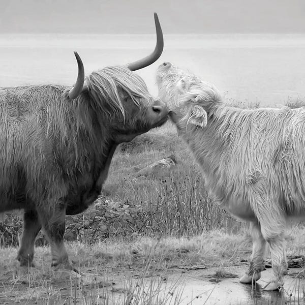 Highland Courting