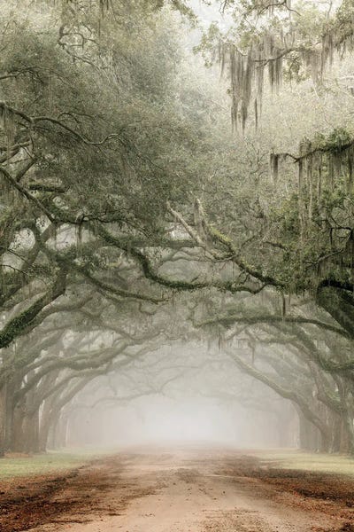 Plantation Drive by Danita Delimont framed canvas print