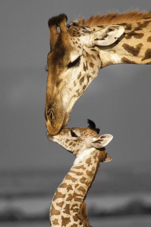 Masai Mara Giraffe Family