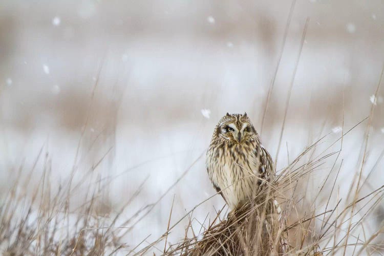 Prairie Winter