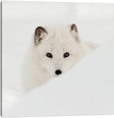 Arctic Fox Canvas Art Print - Snowscape Art