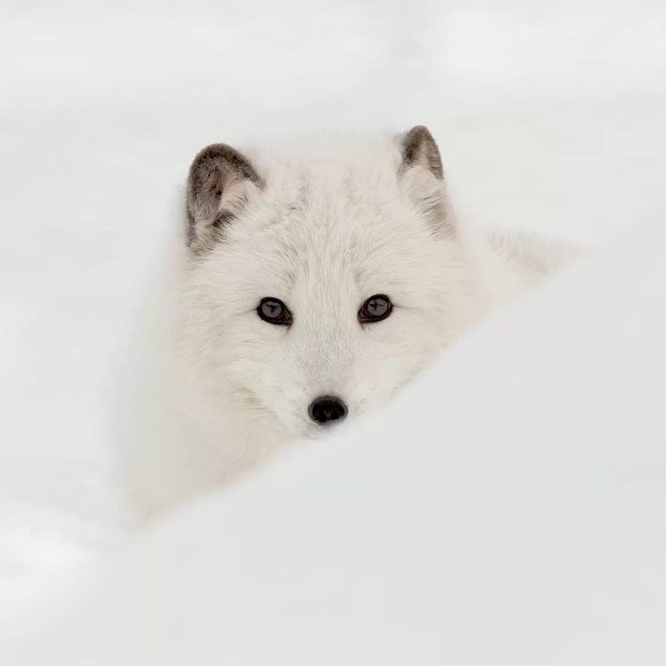 Arctic Fox