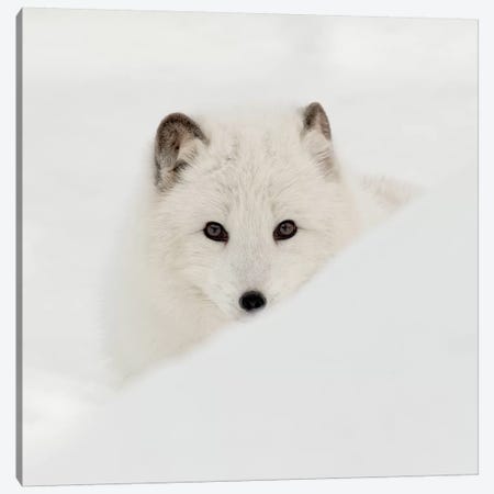 Arctic Fox Canvas Print #DEL79} by Danita Delimont Canvas Artwork