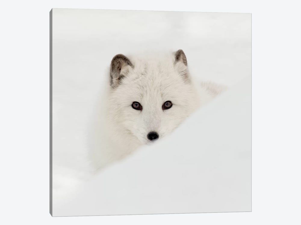 Arctic Fox by Danita Delimont 1-piece Canvas Print