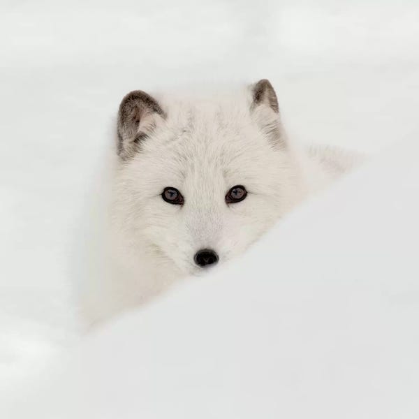 Snowscapes: Arctic Fox by Danita Delimont