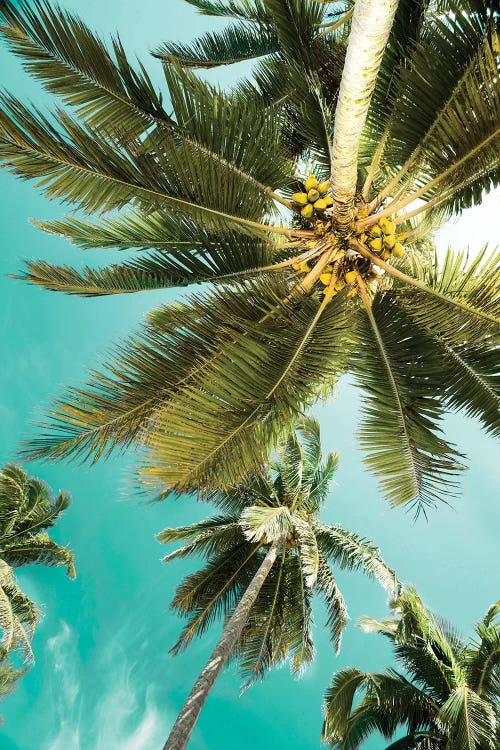 Palms Up by Danita Delimont wall art