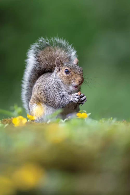 The Nut Thief