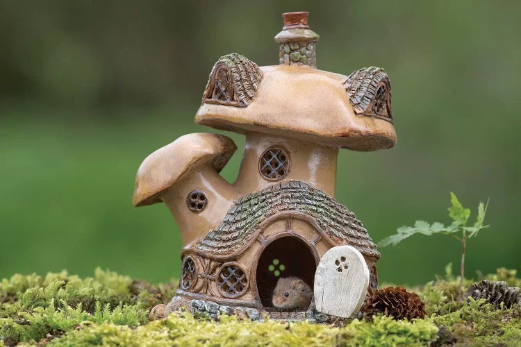 The Toadstool House