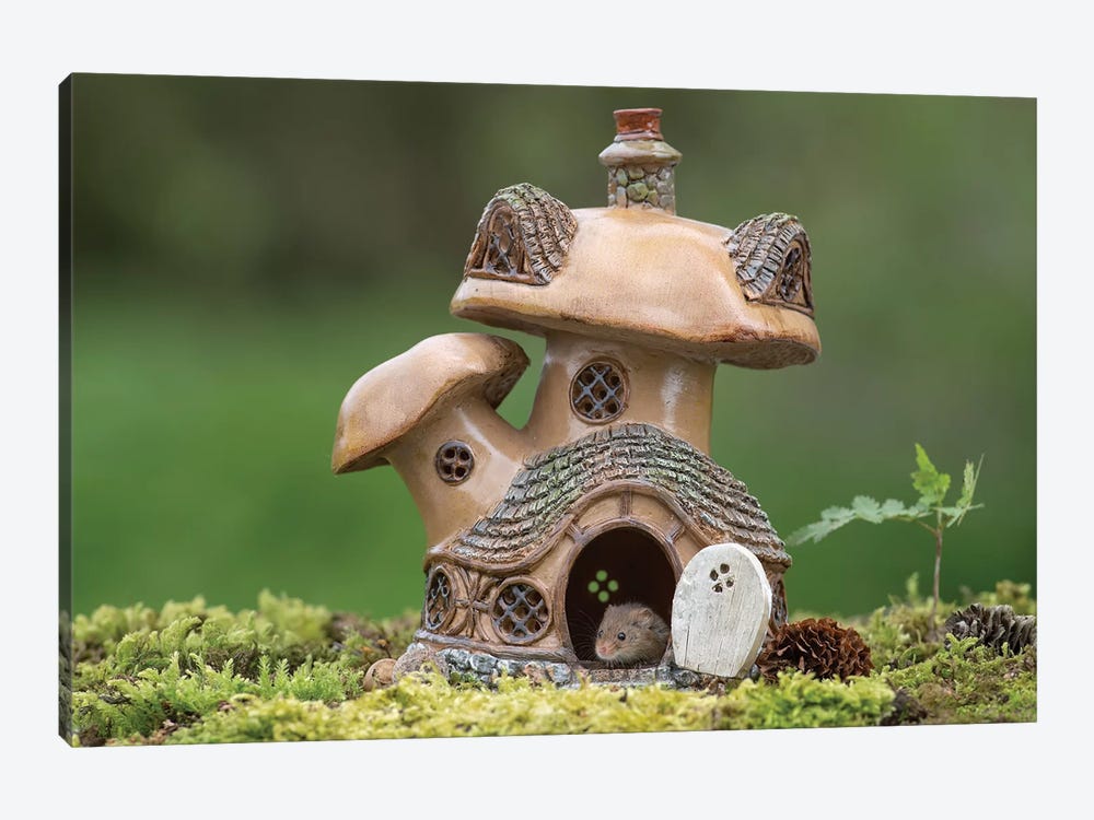 The Toadstool House by Dean Mason 1-piece Canvas Print