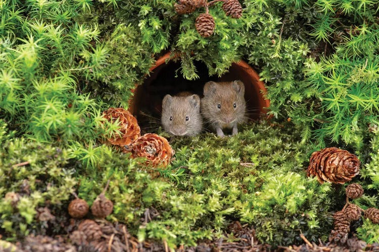 Who Woke Us Up - Bank Vole by Dean Mason wall art