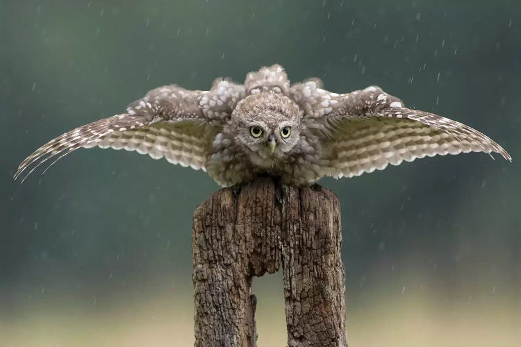 Batman - Little Owl