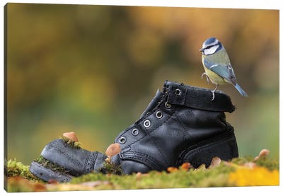 Blue Tit On Old Boot Canvas Art Print - Fashion Photography
