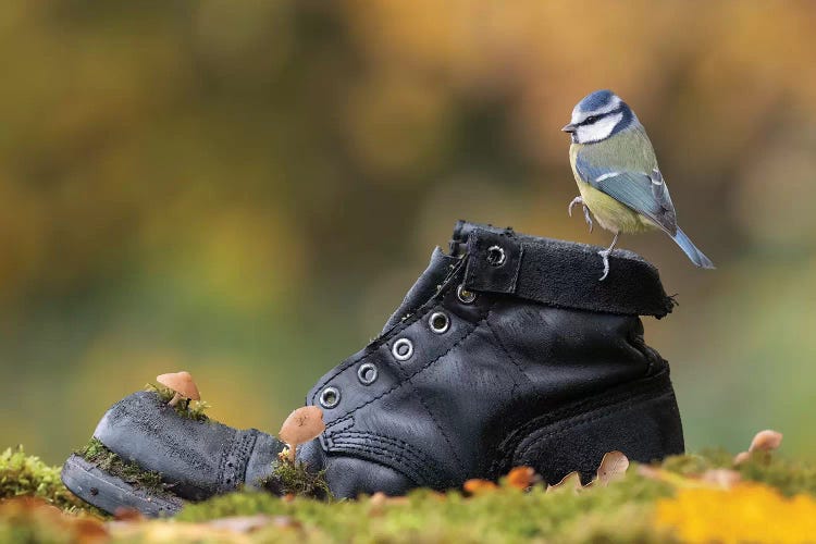 Blue Tit On Old Boot