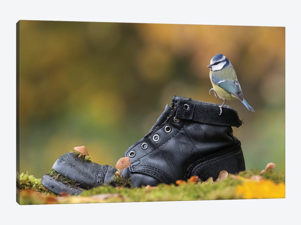 Blue Tit On Old Boot by Dean Mason 1-piece Canvas Art Print