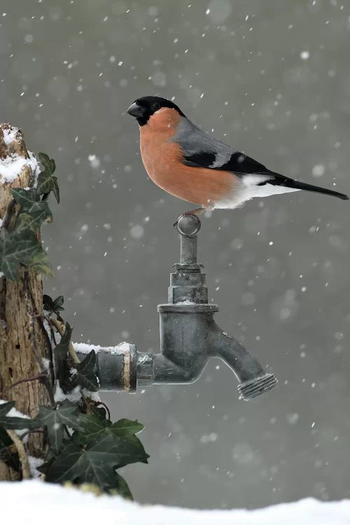 Bullfinch In The Snow