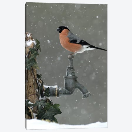 Bullfinch In The Snow Canvas Print #DEM17} by Dean Mason Canvas Artwork