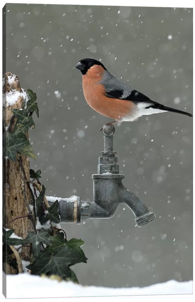Bullfinch In The Snow Canvas Art Print - Dean Mason