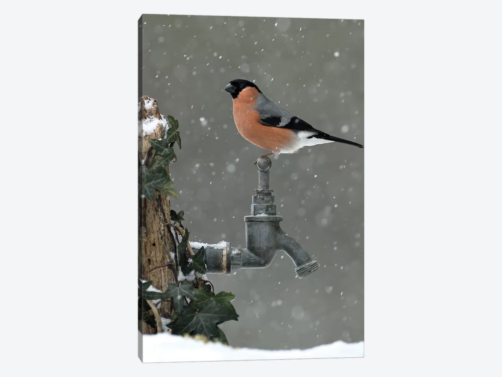 Bullfinch In The Snow by Dean Mason 1-piece Canvas Art