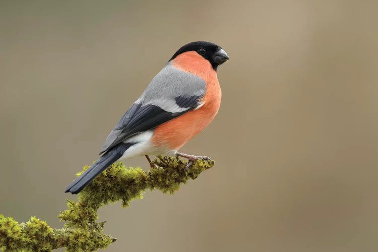 Bullfinch Male