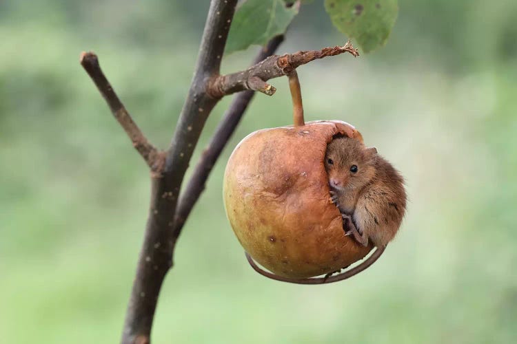 40 Winks - Harvest Mouse by Dean Mason wall art