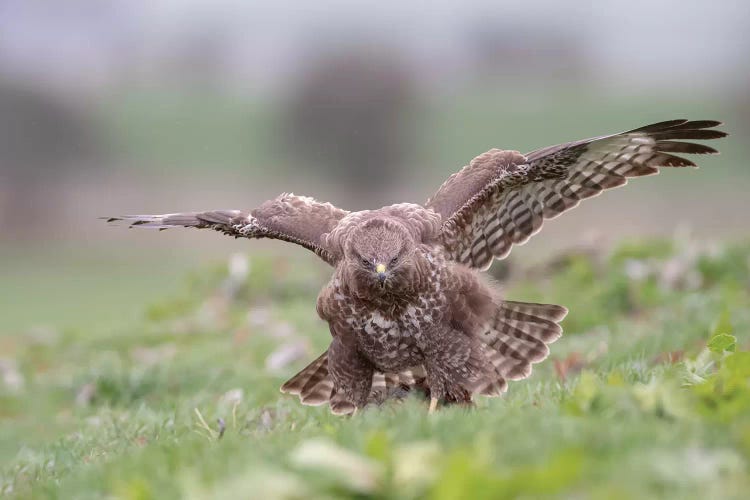 Buzzard Sheilding