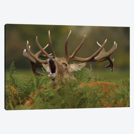 Call Of The Wild - Red Stag Canvas Print #DEM21} by Dean Mason Canvas Artwork