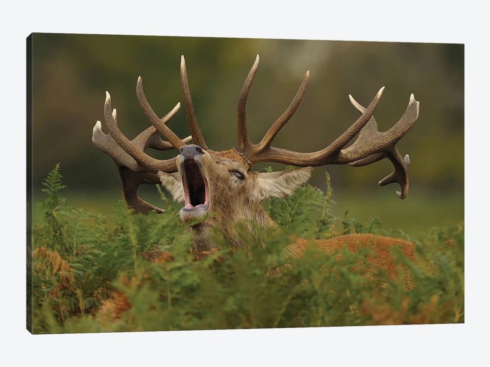 Call Of The Wild - Red Stag by Dean Mason 1-piece Canvas Print
