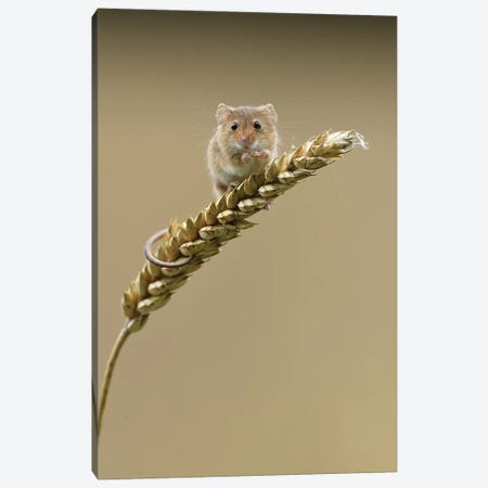 Caught In The Act - Harvest Mouse Canvas Print #DEM23} by Dean Mason Canvas Artwork