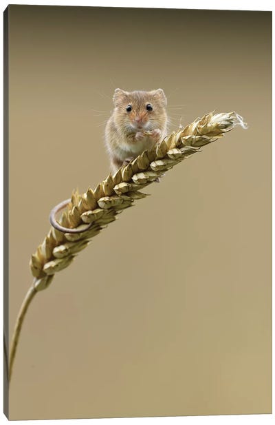 Caught In The Act - Harvest Mouse Canvas Art Print