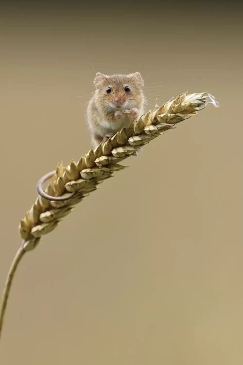 Caught In The Act - Harvest Mouse by Dean Mason wall art